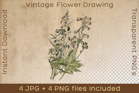 Download Flower Vintage Floral Plant Art Drawing - Vintage Collection